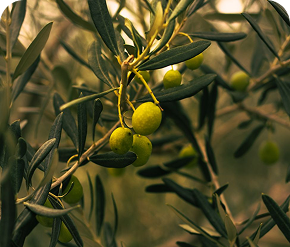 L'art de choisir une huile d'olive d'exception