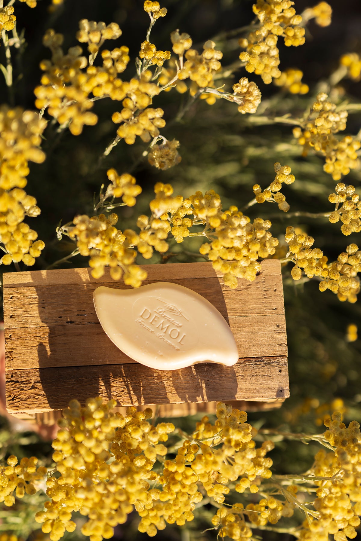 Savon à l'huile essentielle d'immortelle du Domaine Demol au soleil, devant un bouquet d'immortelles