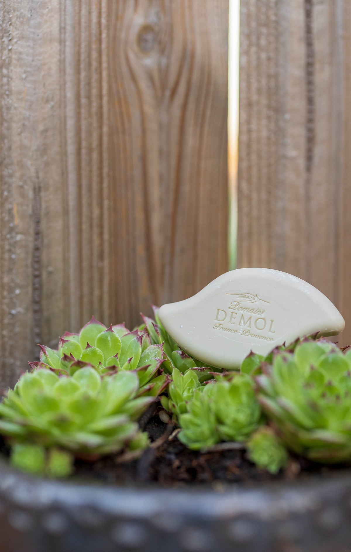 Savon Domaine Demol posé sur des joubarbes dans un pot de zinc, devant une palissade en bois
