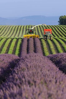 Récolteuse et tracteur en pleine coupe de la lavande sur le plateau de Valensole, motif du magnet tracteur