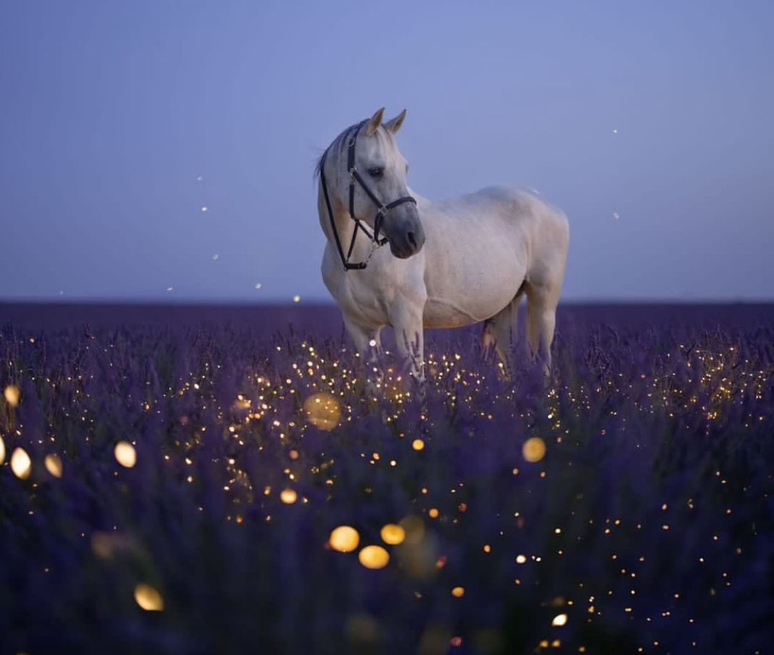 Cheval blanc dans un champ de lavande au crépuscule, motif du magnet Domaine Demol