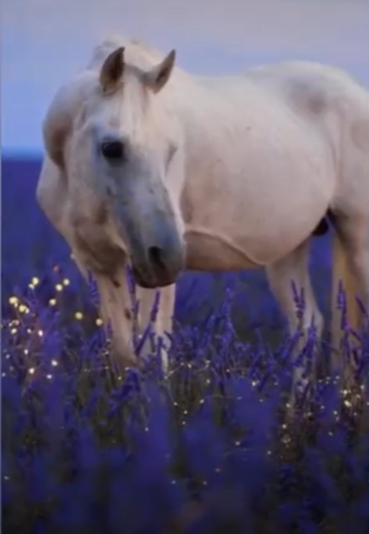 Gros plan d'un cheval blanc parmi les lavandes, motif du magnet Domaine Demol