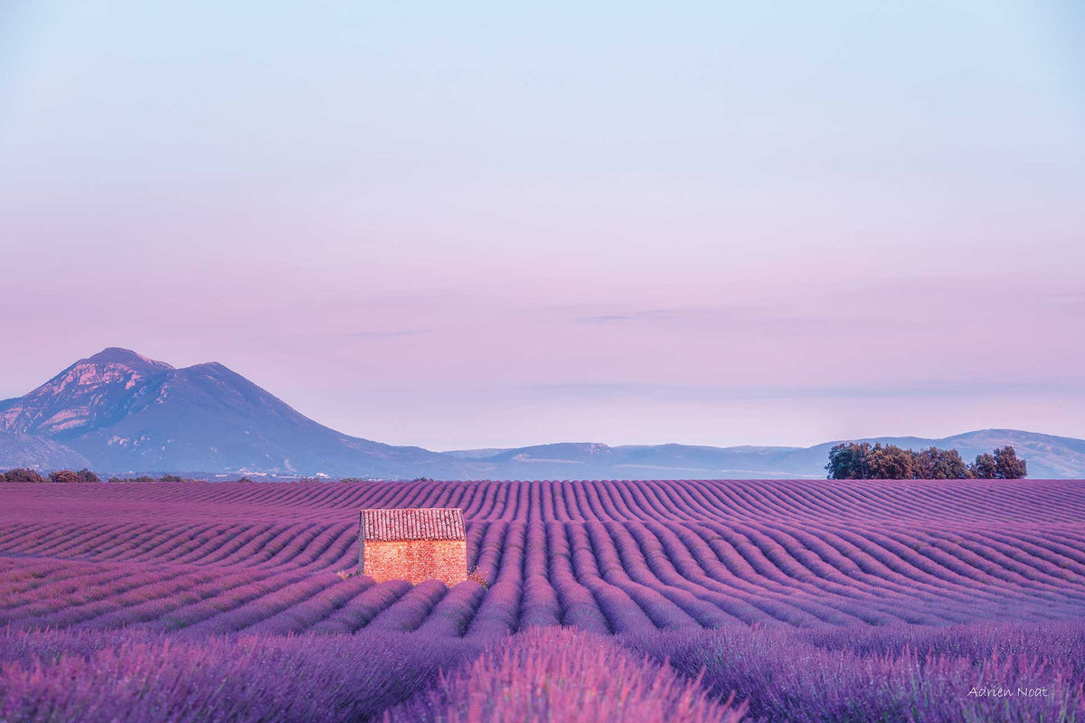 Cabanon en pierre au milieu d'un champ de lavande en fleur, domaine Demol à Valensole, avec les montagnes du Verdon en arrière-plan