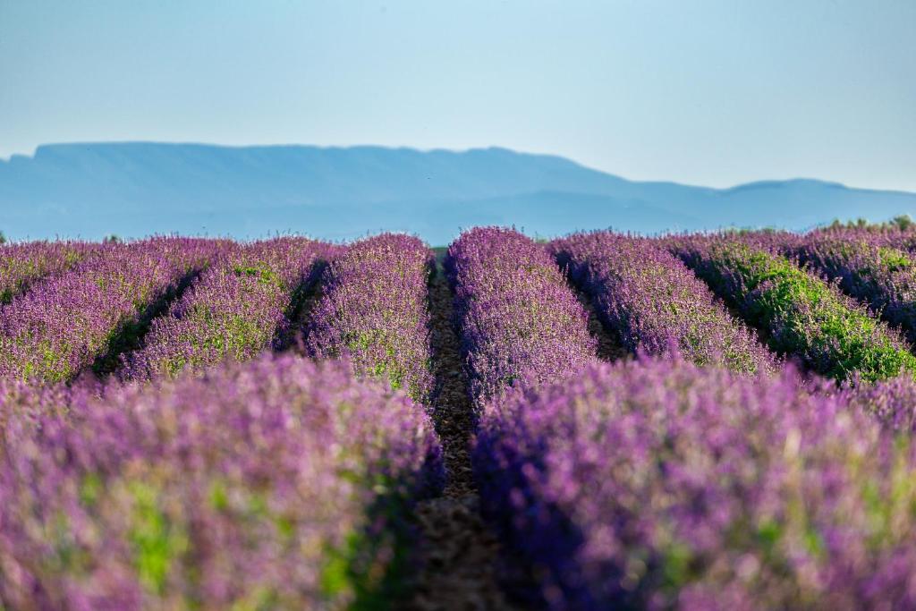 Rangs de lavande en fleur sur le plateau de Valensole