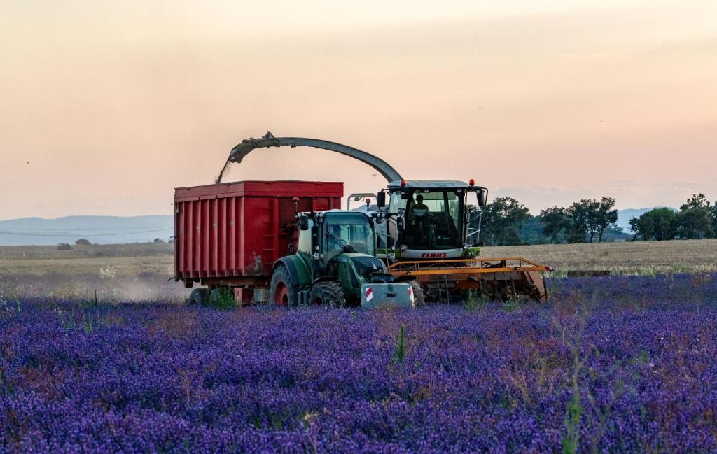 Récolte de la lavande en tracteur sur le domaine Demol